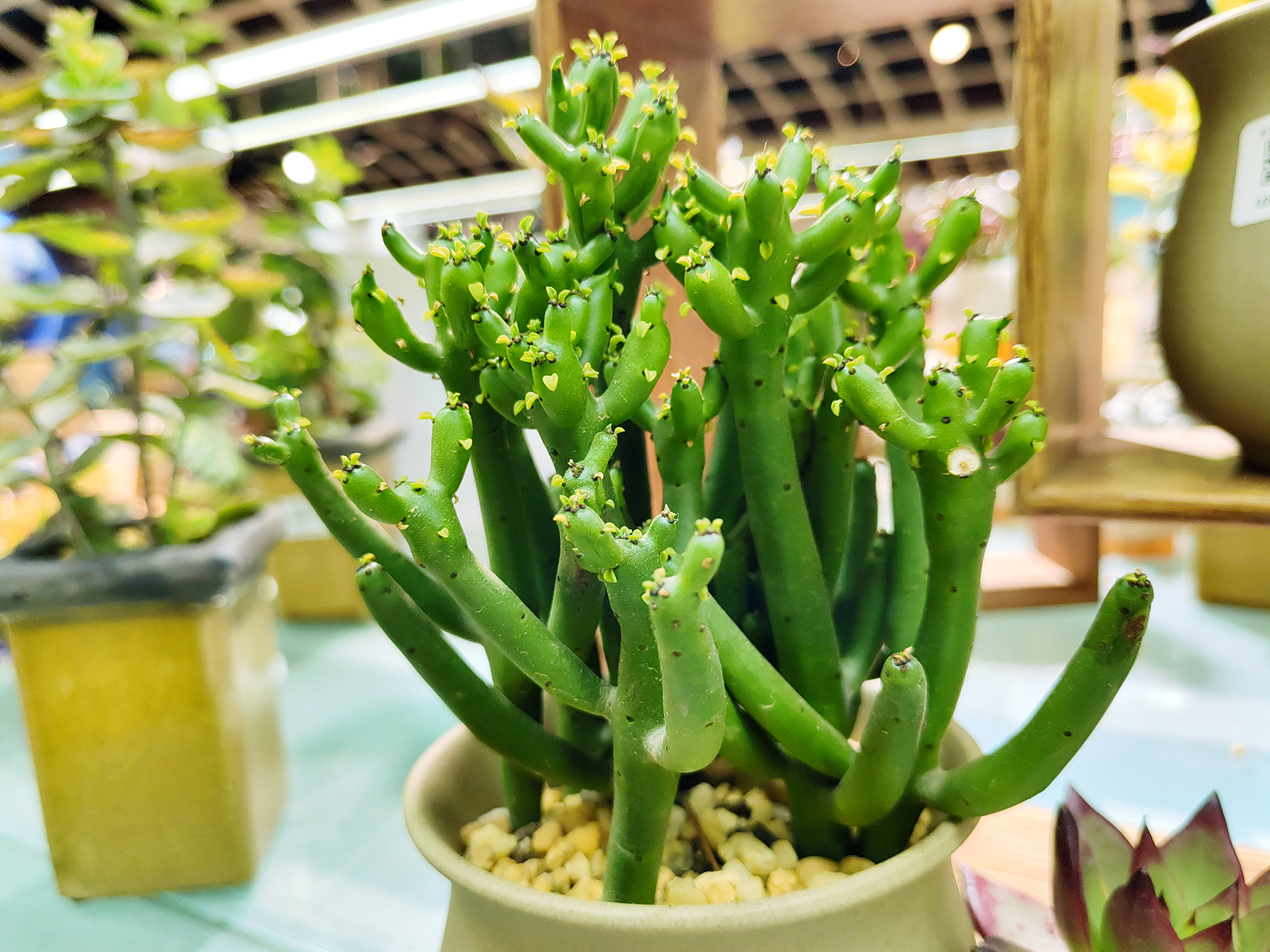 The Cactus Principle: Rethinking Human Performance from the Ground Up